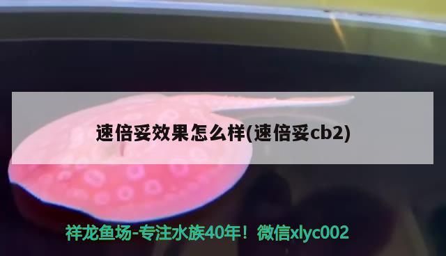 魚缸過濾器選購指南:自制魚缸過濾器魚缸上置過濾器對于養(yǎng)魚愛好者的必備知識 速倍妥效果怎么樣(速倍妥cb2) 速倍妥 速倍妥效果怎么樣(速倍妥cb2) 速倍妥效果怎么樣(速倍妥cb2) 速倍妥