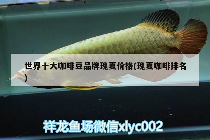 世界十大咖啡豆品牌瑰夏價格(瑰夏咖啡排名) 世界十大咖啡豆品牌瑰夏價格(瑰夏咖啡排名) 馬來西亞咖啡
