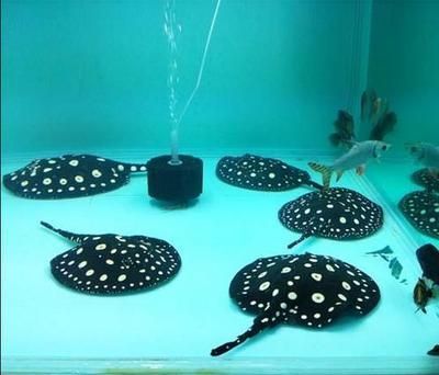 魟魚入缸不動彈：您的魟魚入缸后一直保持不動的狀態是由于多種原因引起的