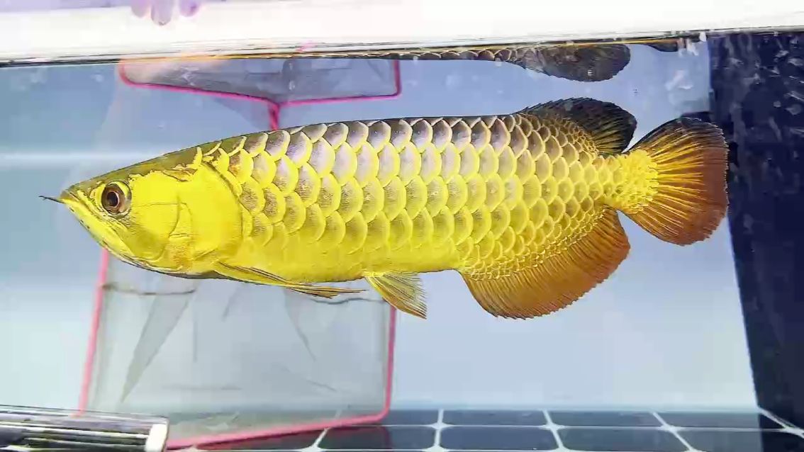 七彩古典過背金龍 七彩古典過背金龍 龍魚論壇
