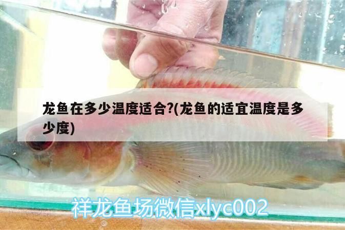 龍魚在多少溫度適合?(龍魚的適宜溫度是多少度)