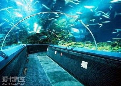 開水族館要投資多少錢：開設一個水族館需要一定的投資 開水族館要投資多少錢：開設一個水族館需要一定的投資 水族館百科（水族館加盟） 第5張