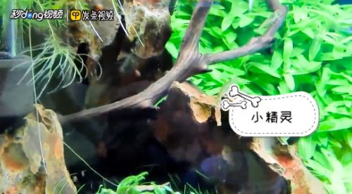 吉印刀鋒s水草燈到底好不好（吉印刀鋒水草燈怎么樣）