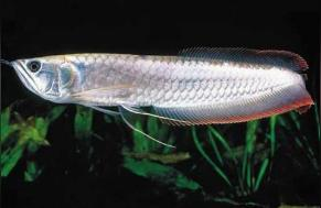 如何刺激龍魚開(kāi)口:仟湖傲深異型飼料怎么樣 如何刺激龍魚開(kāi)口:仟湖傲深異型飼料怎么樣 仟湖