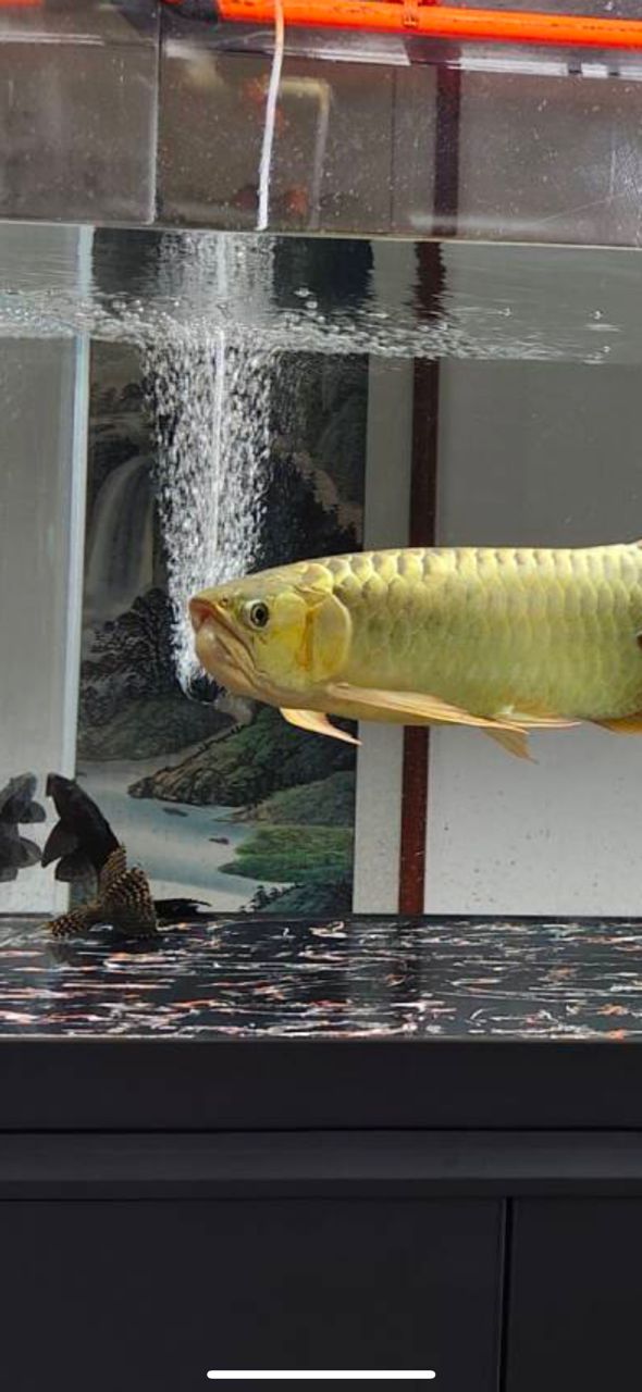 龍魚天包地沒下巴是咋回事 龍魚論壇 第1張 龍魚天包地沒下巴是咋回事 龍魚天包地沒下巴是咋回事 龍魚論壇 第1張