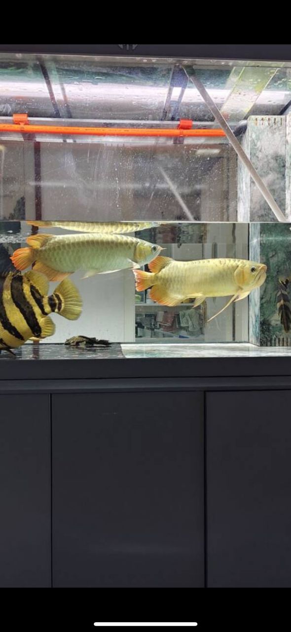 龍魚天包地沒下巴是咋回事 龍魚論壇 第2張 龍魚天包地沒下巴是咋回事 龍魚天包地沒下巴是咋回事 龍魚論壇 第2張