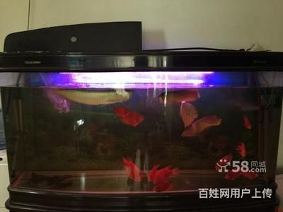 80cm魚缸可以養銀龍嗎圖片：銀龍魚的飼養方法 80cm魚缸可以養銀龍嗎圖片：銀龍魚的飼養方法 魚缸百科 第4張