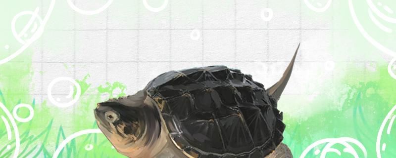 鱷魚(yú)龜?shù)霸趺捶趸趸笤趺答B(yǎng)