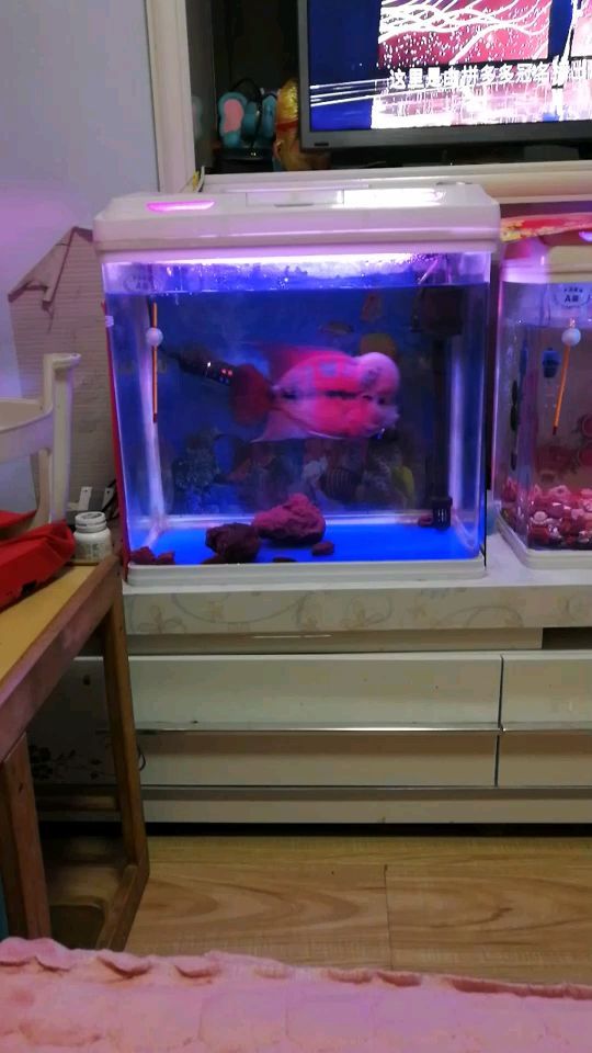 順平縣鑫淼森觀賞魚店 順平縣鑫淼森觀賞魚店 全國水族館企業名錄 第2張