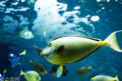 古典龍魚最佳背景材質是什么，古典金龍魚的最佳背景材質