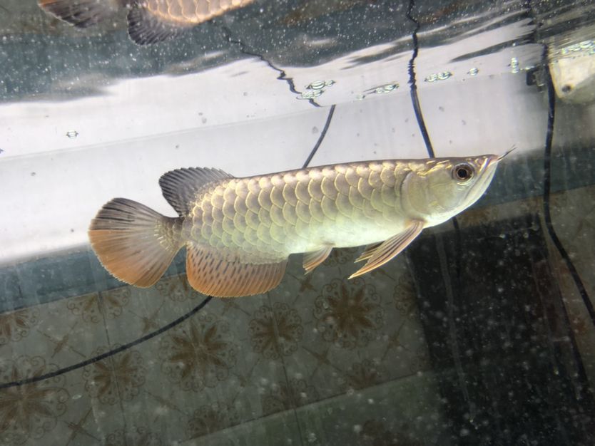 魚缸破損圖片大全（ 魚缸破損了是什么征兆）
