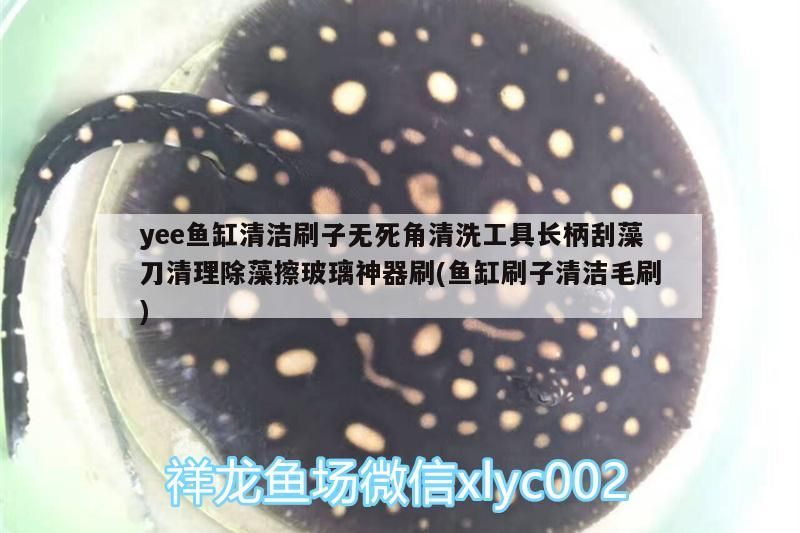 yee魚缸清潔刷子無死角清洗工具長柄刮藻刀清理除藻擦玻璃神器刷(魚缸刷子清潔毛刷) yee魚缸清潔刷子無死角清洗工具長柄刮藻刀清理除藻擦玻璃神器刷(魚缸刷子清潔毛刷) yee