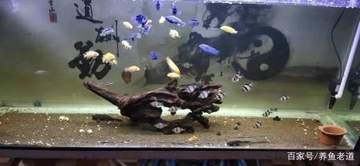 20厘米的魚缸需要氧氣泵嗎：商魚缸氧氣泵的作用