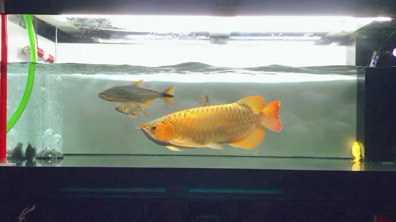 中山觀賞魚市場老版孟吉爾 中山觀賞魚市場老版孟吉爾 廣州孟吉爾
