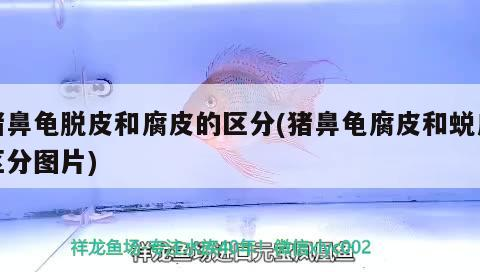 豬鼻龜脫皮和腐皮的區分(豬鼻龜腐皮和蛻皮區分圖片) 豬鼻龜脫皮和腐皮的區分(豬鼻龜腐皮和蛻皮區分圖片) 豬鼻龜百科