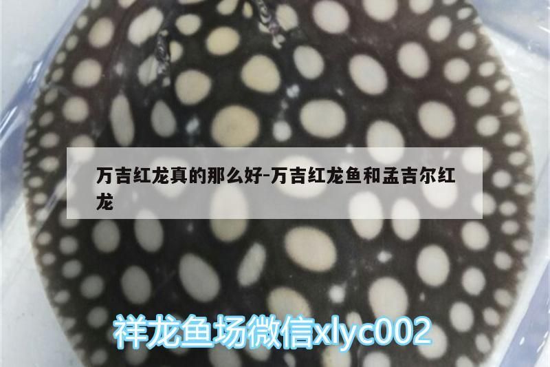 萬吉紅龍真的那么好:萬吉紅龍魚和孟吉爾紅龍 萬吉紅龍真的那么好:萬吉紅龍魚和孟吉爾紅龍 廣州孟吉爾
