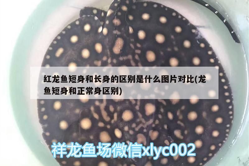 小型魚 紅龍魚短身和長身的區別是什么圖片對比(龍魚短身和正常身區別) 黃金貓魚百科 紅龍魚短身和長身的區別是什么圖片對比(龍魚短身和正常身區別) 紅龍魚短身和長身的區別是什么圖片對比(龍魚短身和正常身區別) 黃金貓魚百科