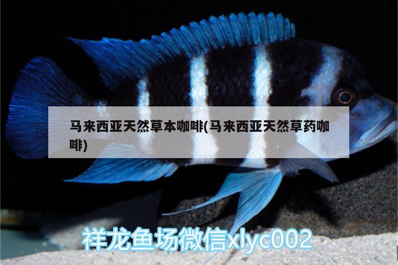馬來西亞天然草本咖啡(馬來西亞天然草藥咖啡)