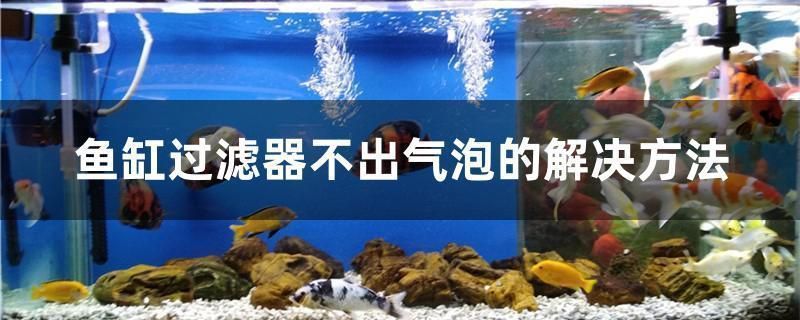 三紋虎魚專用過濾器推薦，三紋虎魚過濾器哪個牌子好