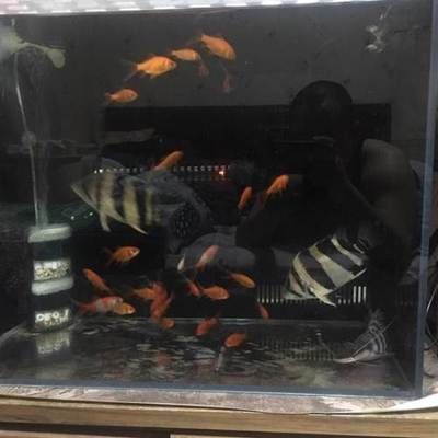 三紋虎魚專用過濾器推薦,三紋虎魚過濾器哪個牌子好 虎魚百科 第4張 三紋虎魚專用過濾器推薦,三紋虎魚過濾器哪個牌子好 三紋虎魚專用過濾器推薦,三紋虎魚過濾器哪個牌子好 虎魚百科 第4張