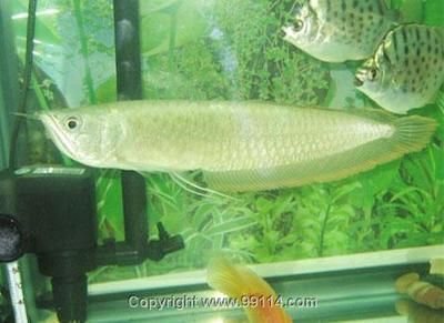 金色銀龍魚價格多少錢一只 金色銀龍魚價格多少錢一只 龍魚百科 第1張