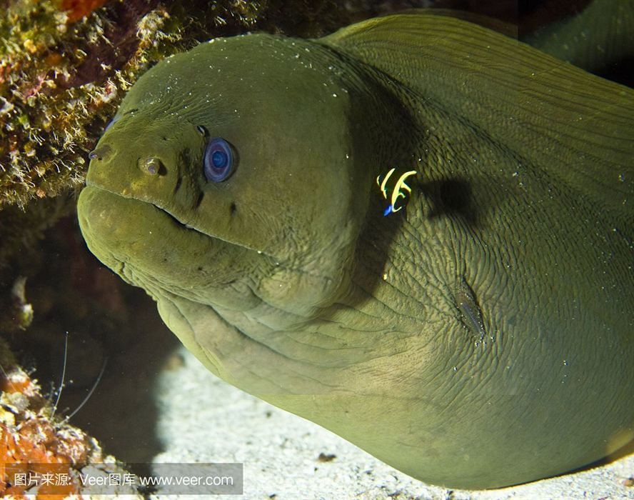 黃金貓魚繁殖氧氣供應(yīng)技巧（繁殖黃金貓魚的氧氣供應(yīng)技巧） 黃金貓魚繁殖氧氣供應(yīng)技巧（繁殖黃金貓魚的氧氣供應(yīng)技巧） 黃金貓魚百科 第5張