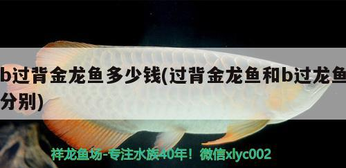 b過背金龍魚多少錢(過背金龍魚和b過龍魚分別) b過背金龍魚多少錢(過背金龍魚和b過龍魚分別) 金龍魚百科