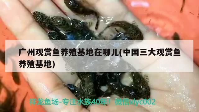 廣州觀賞魚養殖在哪兒(中國三大觀賞魚養殖) 廣州觀賞魚養殖在哪兒(中國三大觀賞魚養殖) 可麗愛魚缸