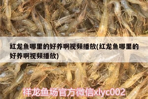 藍底過背金龍魚價格及圖片：藍底過背金龍魚價格5000元以上不封頂