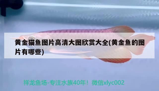 黃金貓魚(yú)圖片高清大圖欣賞大全(黃金魚(yú)的圖片有哪些)