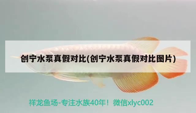 我的虎魚真菌感染了要怎么處理 創(chuàng)寧水泵真假對比(創(chuàng)寧水泵真假對比圖片) 創(chuàng)寧水族 創(chuàng)寧水泵真假對比(創(chuàng)寧水泵真假對比圖片) 創(chuàng)寧水泵真假對比(創(chuàng)寧水泵真假對比圖片) 創(chuàng)寧水族