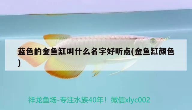 藍色的金魚缸叫什么名字好聽點(金魚缸顏色) 藍色的金魚缸叫什么名字好聽點(金魚缸顏色) iwish愛唯希品牌魚缸