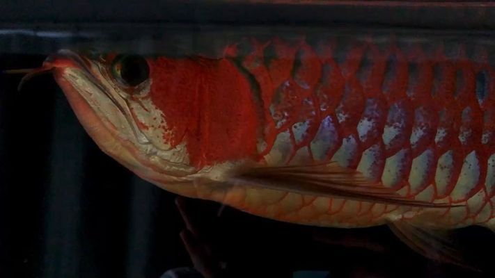金龍魚必須開燈嗎vs祥龍魚場：金龍魚養(yǎng)殖需要開燈嗎 金龍魚必須開燈嗎vs祥龍魚場：金龍魚養(yǎng)殖需要開燈嗎 vs祥龍魚場 第3張