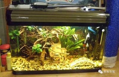虎魚可以單養嗎？：虎魚可以單養嗎，