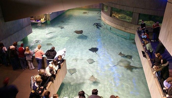 最好的水族館國內(nèi)排名(上海長隆國際海洋度假區(qū)) 水族館百科(水族館加盟) 第4張 最好的水族館國內(nèi)排名(上海長隆國際海洋度假區(qū)) 最好的水族館國內(nèi)排名(上海長隆國際海洋度假區(qū)) 水族館百科(水族館加盟) 第4張