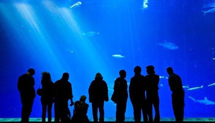 最好的水族館國內(nèi)排名(上海長隆國際海洋度假區(qū)) 水族館百科(水族館加盟) 第5張 最好的水族館國內(nèi)排名(上海長隆國際海洋度假區(qū)) 最好的水族館國內(nèi)排名(上海長隆國際海洋度假區(qū)) 水族館百科(水族館加盟) 第5張