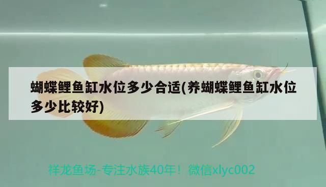 彩蝶魚缸圖片欣賞圖大全大圖（彩蝶魚缸f款怎么樣）