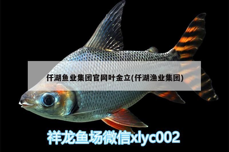 魚缸過濾器選購指南:自制魚缸過濾器魚缸上置過濾器對于養(yǎng)魚愛好者的必備知識 仟湖魚業(yè)集團(tuán)官網(wǎng)葉金立(仟湖漁業(yè)集團(tuán)) 仟湖 仟湖魚業(yè)集團(tuán)官網(wǎng)葉金立(仟湖漁業(yè)集團(tuán)) 仟湖魚業(yè)集團(tuán)官網(wǎng)葉金立(仟湖漁業(yè)集團(tuán)) 仟湖