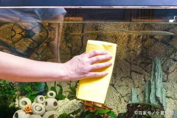 野生草魚苗一年能長多大，草魚苗一年能長多大，專家解答 野生草魚苗一年能長多大，草魚苗一年能長多大，專家解答 速倍妥魚糧魚藥