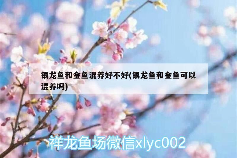 銀龍魚和金魚混養好不好(銀龍魚和金魚可以混養嗎)
