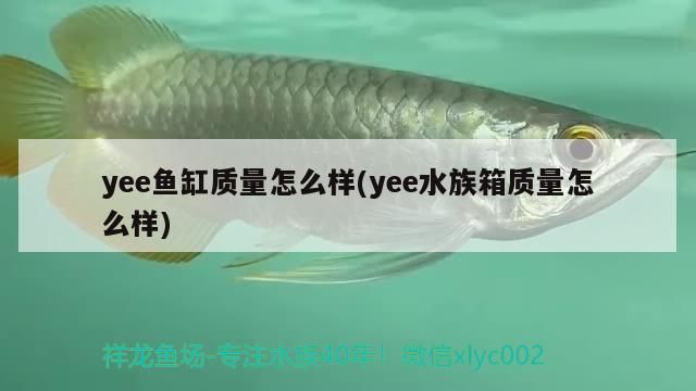 yee魚(yú)缸質(zhì)量怎么樣(yee水族箱質(zhì)量怎么樣)