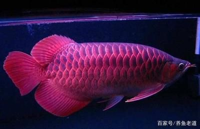 高檔觀賞魚有哪些種類（高檔觀賞魚品種大全帶圖片分享36種觀賞魚品種大全） 高檔觀賞魚有哪些種類（高檔觀賞魚品種大全帶圖片分享36種觀賞魚品種大全） 元寶鳳凰魚百科 第4張