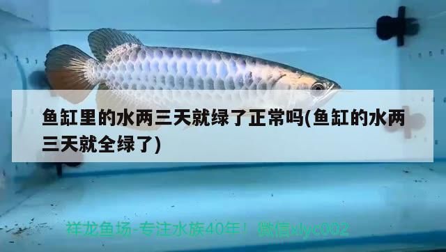 龍魚干蝦有營養(yǎng)嗎 魚缸里的水兩三天就綠了正常嗎(魚缸的水兩三天就全綠了) 觀賞魚百科 魚缸里的水兩三天就綠了正常嗎(魚缸的水兩三天就全綠了) 魚缸里的水兩三天就綠了正常嗎(魚缸的水兩三天就全綠了) 觀賞魚百科