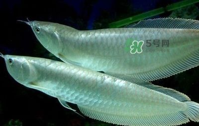 紅龍魚在哪里買便宜的好一點(diǎn)