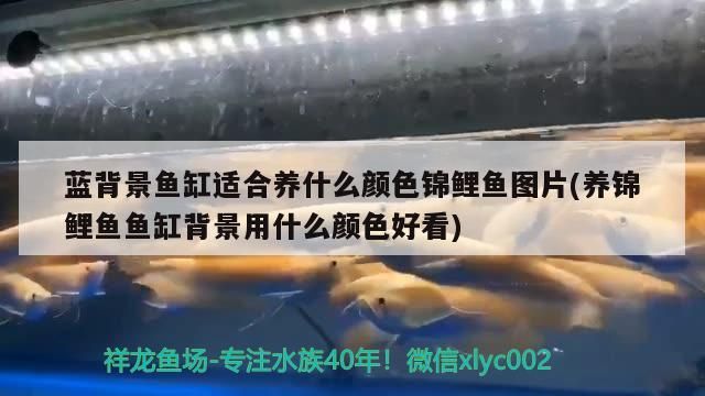 藍(lán)背景魚(yú)缸適合養(yǎng)什么顏色錦鯉魚(yú)圖片(養(yǎng)錦鯉魚(yú)魚(yú)缸背景用什么顏色好看)
