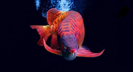 紅龍魚種類排名：紅龍魚品種鑒別技巧，