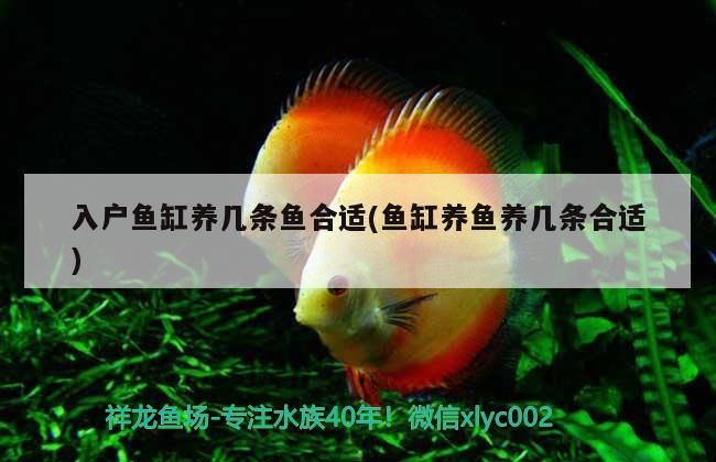 光特億金魚飼料小顆粒增色專用小型觀賞淡水魚錦鯉魚糧通用型魚食的簡單介紹