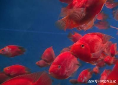 龍魚不吃東西怎么辦呢vs祥龍魚場：如何判斷龍魚是否健康 龍魚不吃東西怎么辦呢vs祥龍魚場：如何判斷龍魚是否健康 vs祥龍魚場 第4張