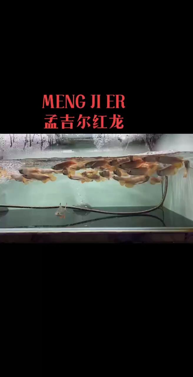 孟吉爾紅龍 將40年的老品牌 孟吉爾紅龍 將40年的老品牌 龍魚論壇