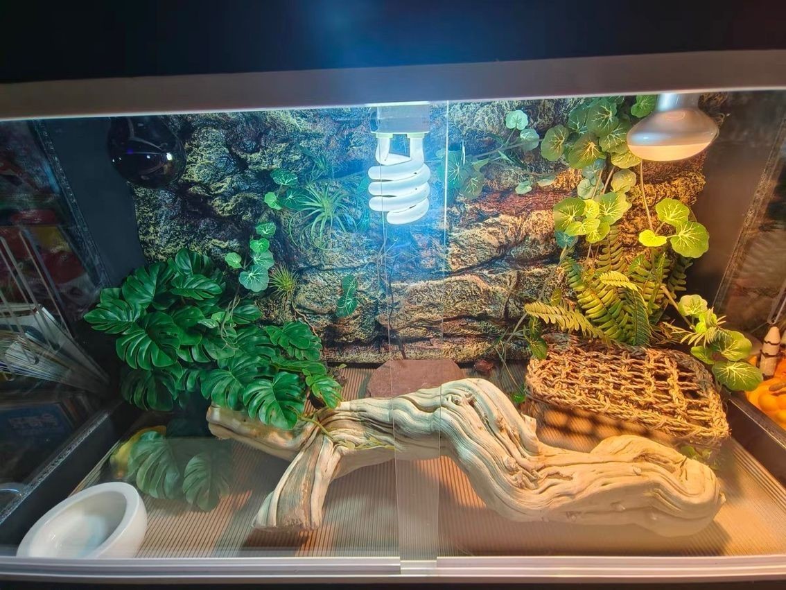 爬寵架 爬寵架 龍魚論壇 第3張